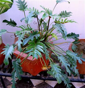 Plant